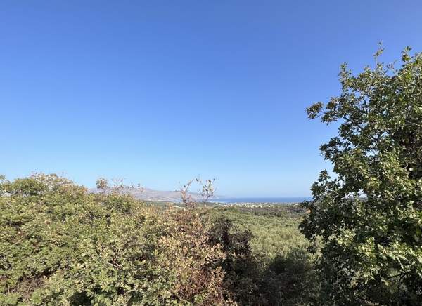 תמונת פלטניאס, כרתים למכירה (1)