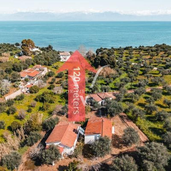 תמונת פילוס ונסטור, פלופונס למכירה