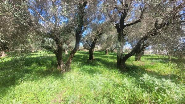 תמונת קורפו למכירה (1)