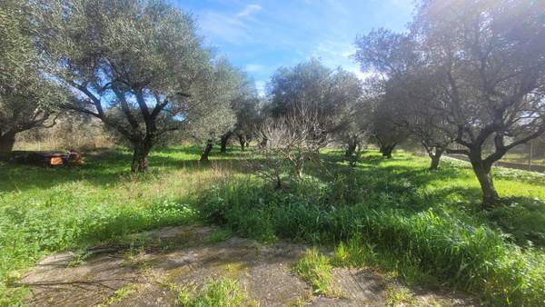 תמונת קורפו למכירה (0)