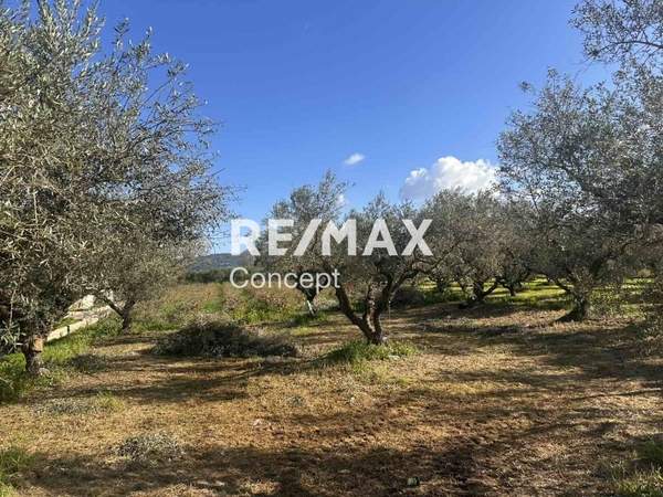 תמונת זקינתוס למכירה (0)