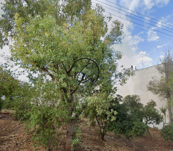 תמונת גלאצי, אתונה למכירה (1)