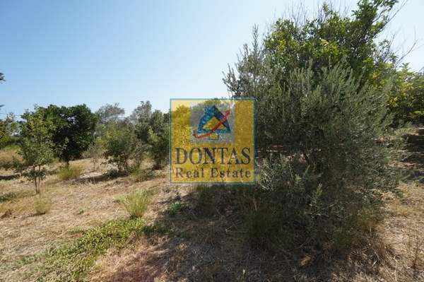 תמונת אפוקורנס למכירה