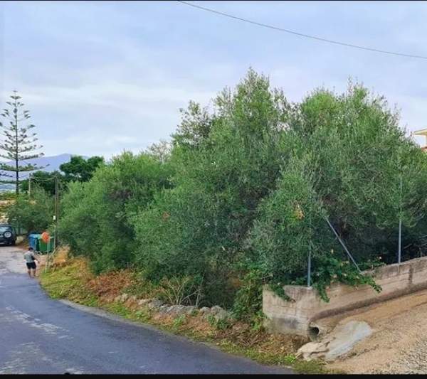 תמונת קואנומפידיאנה, חאניה למכירה (0)