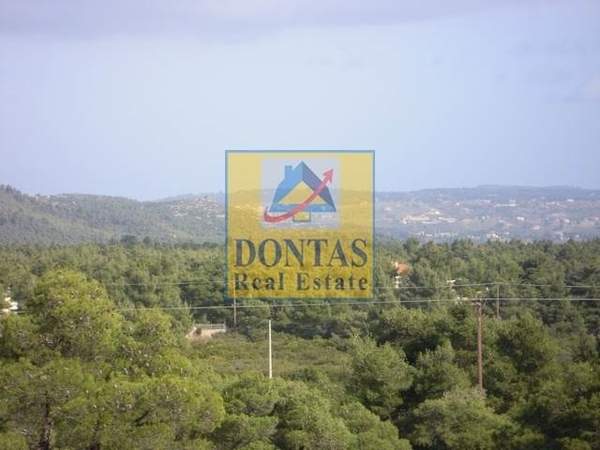 תמונת אורופוס למכירה