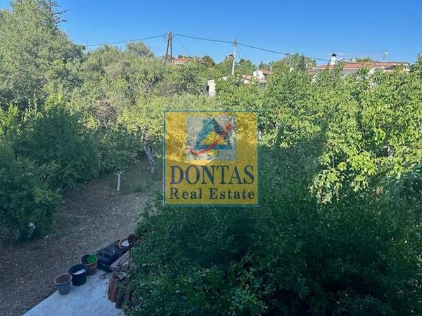 תמונת דיוניסוס למכירה (1)