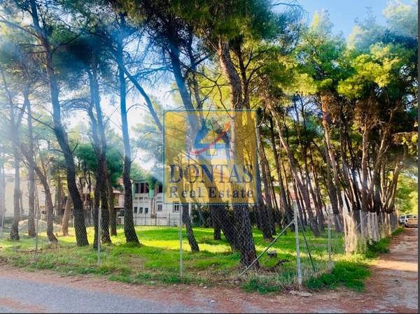 תמונת דיוניסוס למכירה (0)