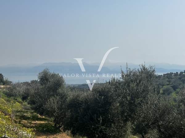 תמונת מסיני, פלופונס למכירה (0)