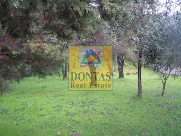 תמונת קיפיסיה, אתונה למכירה (1)