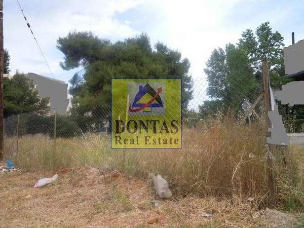 תמונת נאה קיפיסיה, קיפיסיה למכירה (0)