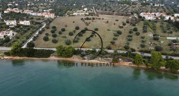 תמונת ארטריה למכירה (0)