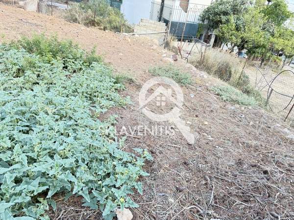 תמונת ספטה ארטמידה למכירה (1)