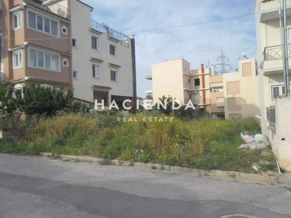 תמונת אכרניס למכירה (0)