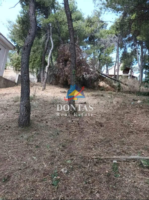 תמונת דיוניסוס, אתונה למכירה (0)