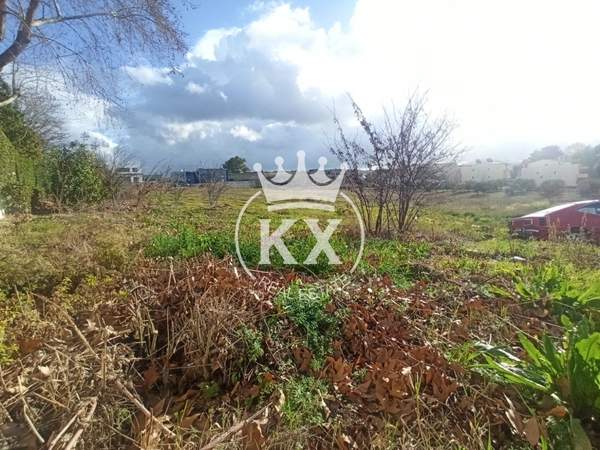 תמונת דיוניסוס למכירה (1)