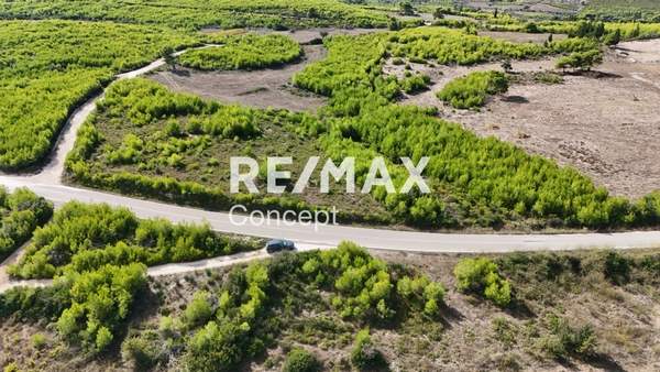 תמונת זקינתוס למכירה (0)