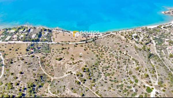 תמונת ארמיונידה למכירה (0)