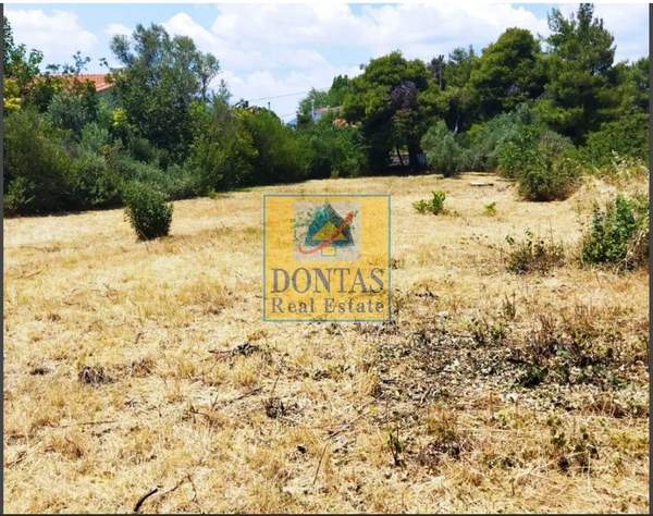 תמונת דיוניסוס למכירה (1)