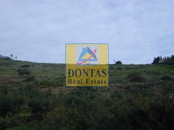 תמונת קורופי למכירה (1)