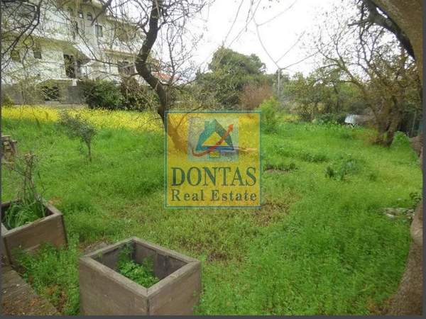 תמונת דיוניסוס למכירה (1)