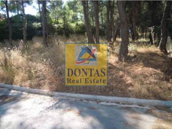 תמונת דיוניסוס, אתונה למכירה (0)