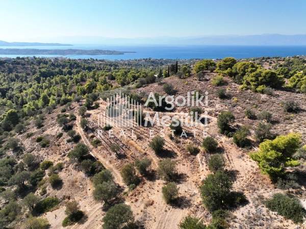 תמונת ארמיונידה, פלופונס למכירה (1)