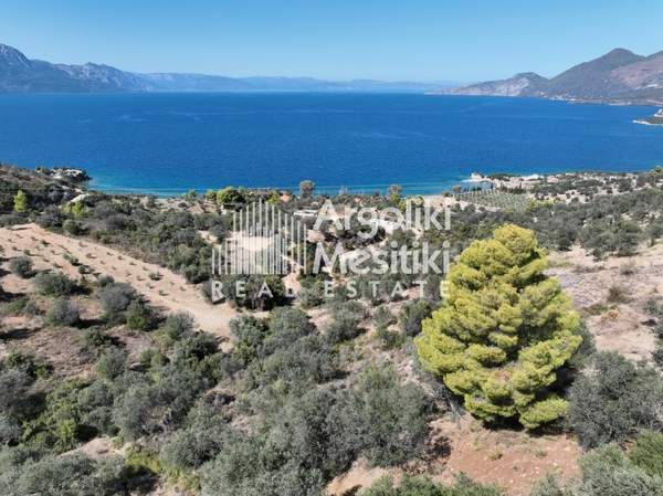 תמונת טריזיניה-מתאנה, פלופונס למכירה