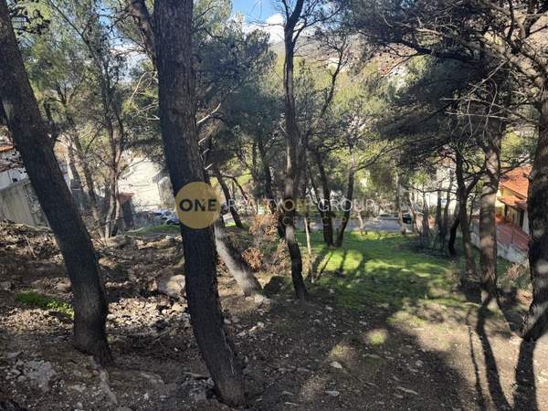 תמונת נאה פאנטלי למכירה (1)