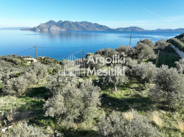 תמונת טריזיניה-מתאנה, פלופונס למכירה (0)