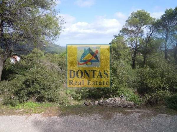 תמונת אורופוס למכירה (1)