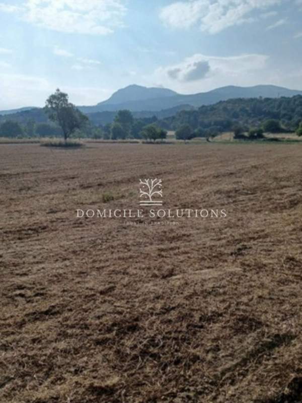 תמונת קימי-אליברי , אוויה למכירה