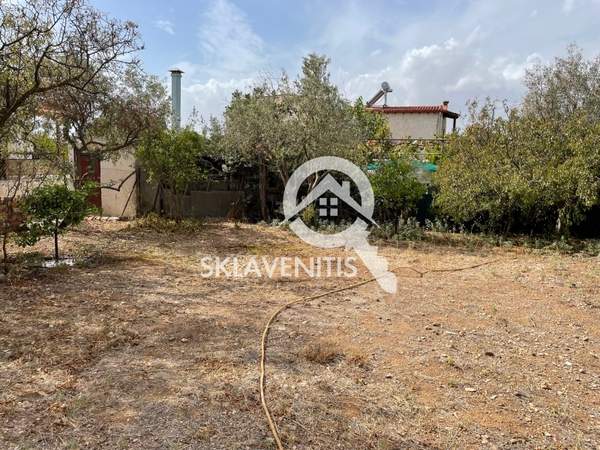 תמונת ספטה ארטמידה למכירה (1)