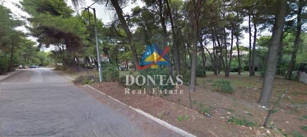 תמונת קיפיסיה למכירה (1)