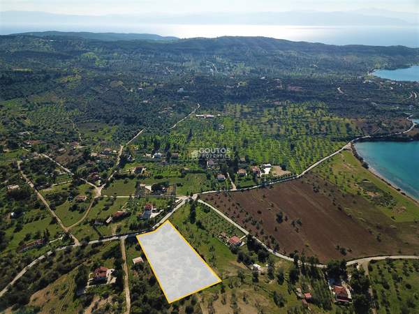 תמונת ארמיונידה, פלופונס למכירה