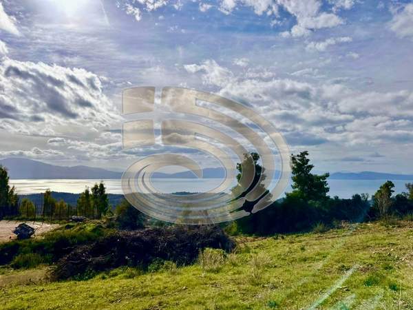 תמונת דיפריס מסאפיה, אוויה למכירה (0)