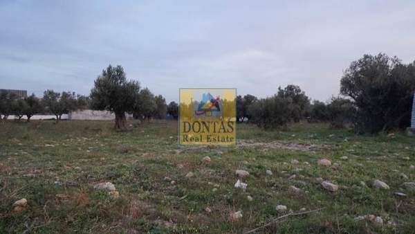 תמונת אכרניס למכירה (0)