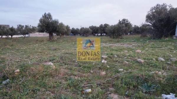 תמונת אכרניס למכירה (1)