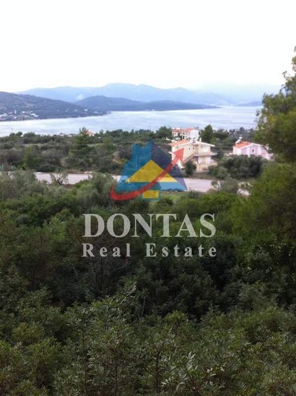 תמונת לורקוי למכירה (0)