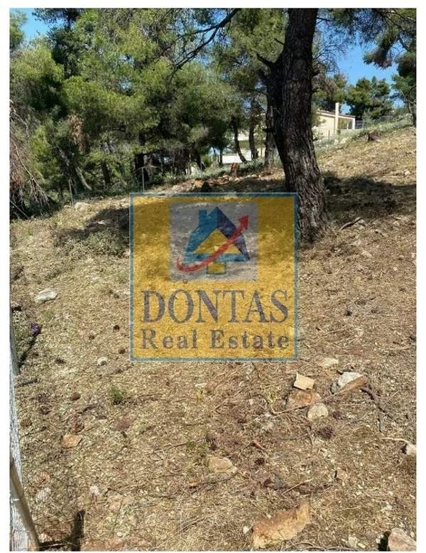 תמונת דיוניסוס, אתונה למכירה (1)