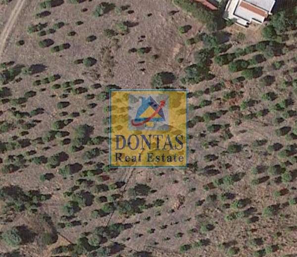 תמונת קסילוקסטרו ואברוסטינה למכירה