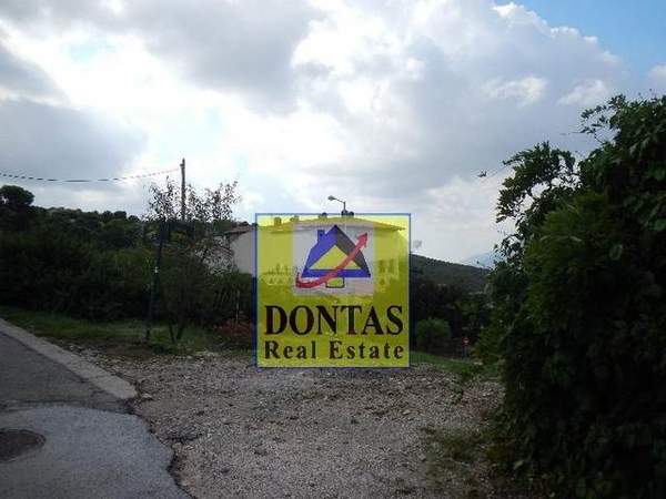 תמונת פאנטלי למכירה (1)