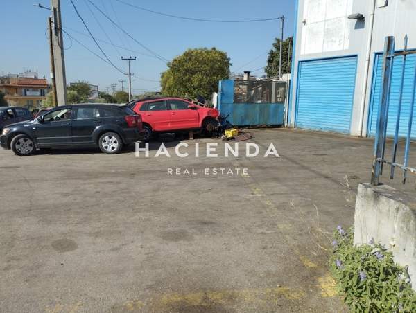 תמונת אכרניס למכירה (1)