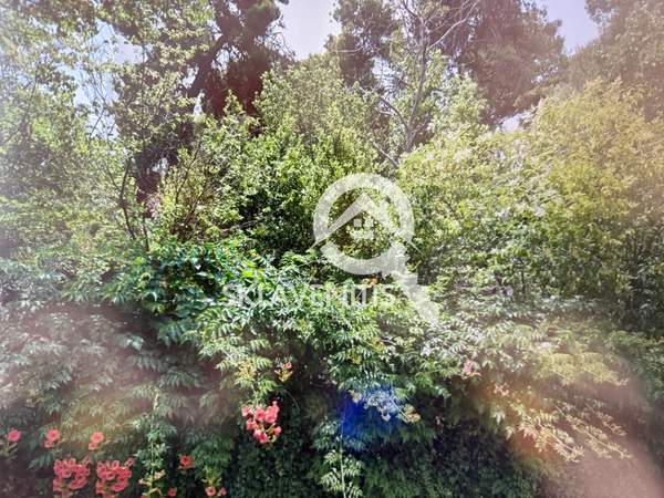 תמונת קיפיסיה למכירה (0)