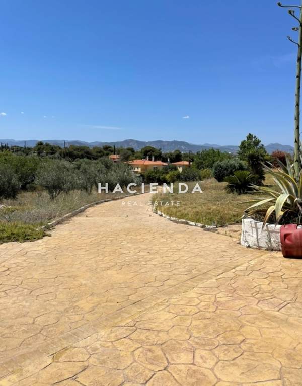 תמונת לוטראקי, פלופונס למכירה (1)