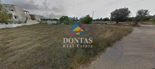 תמונת קיפיסיה למכירה (0)