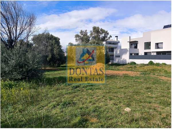 תמונת קיפיסיה למכירה (1)