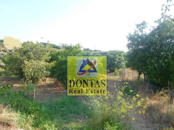 תמונת רשות מקומית חיוס למכירה (0)