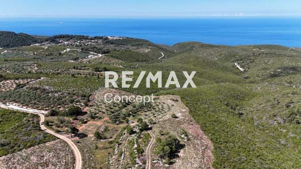 תמונת זקינתוס למכירה (0)