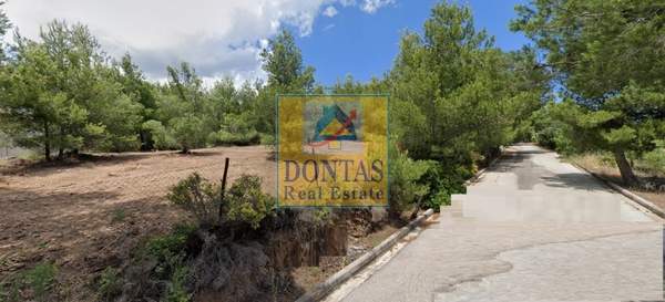 תמונת פאנטלי למכירה (0)