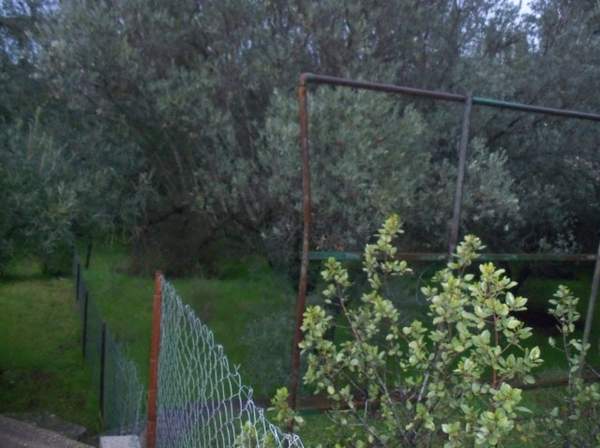 תמונת קיפיסיה למכירה